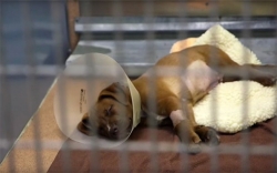 Puppy saved by the Spirit Fund Puppy napping after surgery to save life