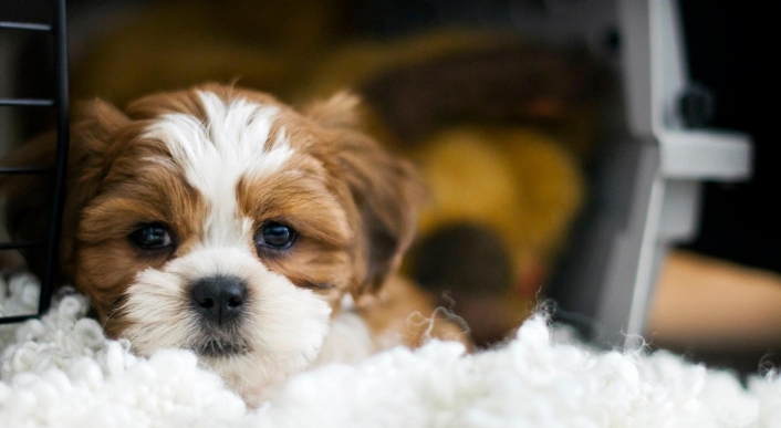 Cute brown and white puppy Cute brown and white puppy