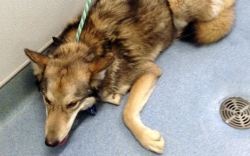 More than 100 animals rescued from a Lakeside home Dog rescued from a Lakeside home