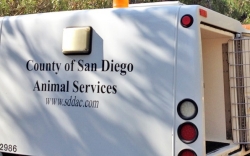 Man pleads guilty to felony animal neglect Photo of animal services truck