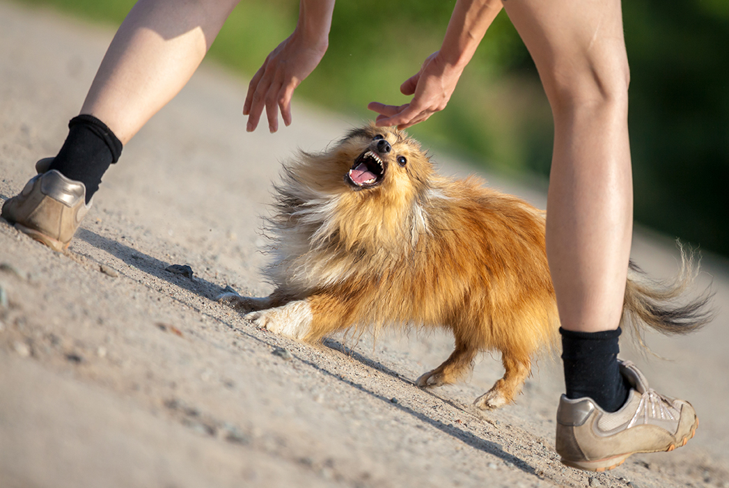 Pomeranian dog bite clearance treatment