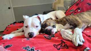 2 dogs laying on a bed