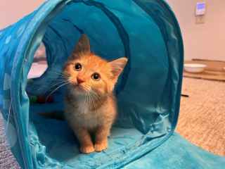 Orange kitten playing 