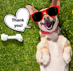Thank you dog Picture of a dog wearing sunglasses saying "thank you"