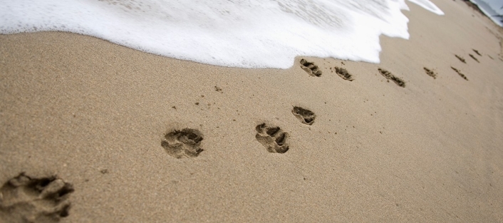 Dog prints in sand