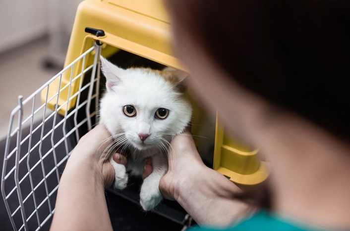 Scared white cat being removed from cat carrier 