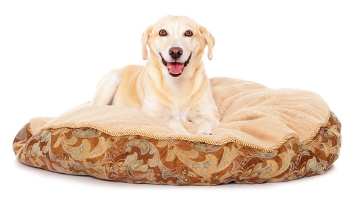 Dog resting on a fluffy bed