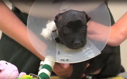 Puppy with leg cast and protective cone around neck