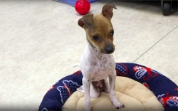 Small puppy sitting on doggie bed