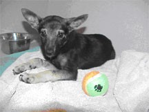 Wounded puppy receiving treatment