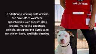 White dog standing with volunteer