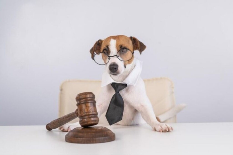 Dog Lawyer