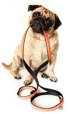 Electronic dog leash law hotsell