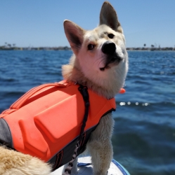 Surfing Dog